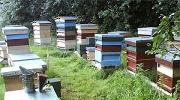 Правила организации пасеки Как начинать создание пасеки: пчеловодный инвентарь